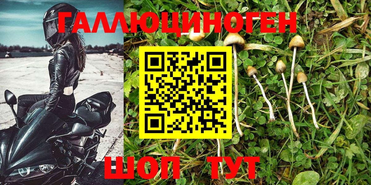 Галлюциногенные грибы Psilocybe Горячий Ключ